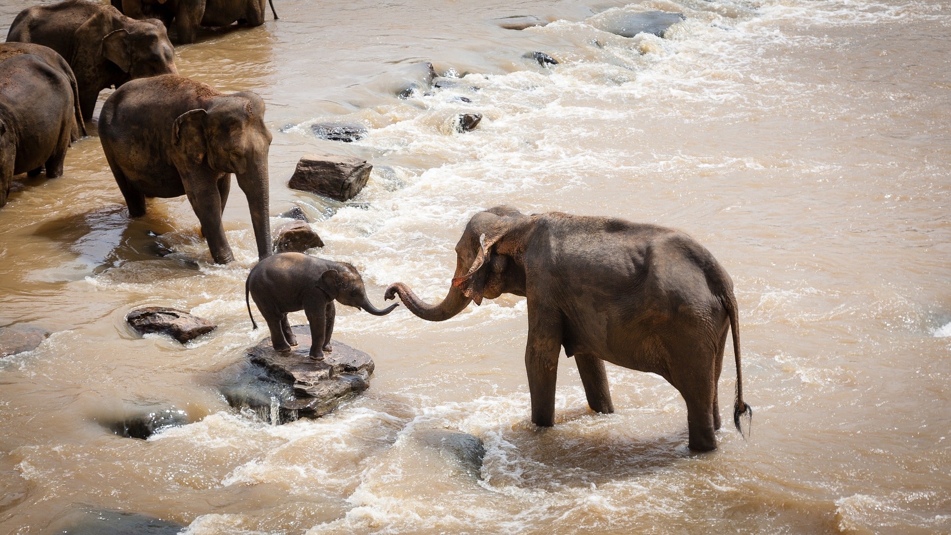 elephants-gd3bec6b88_1920-min