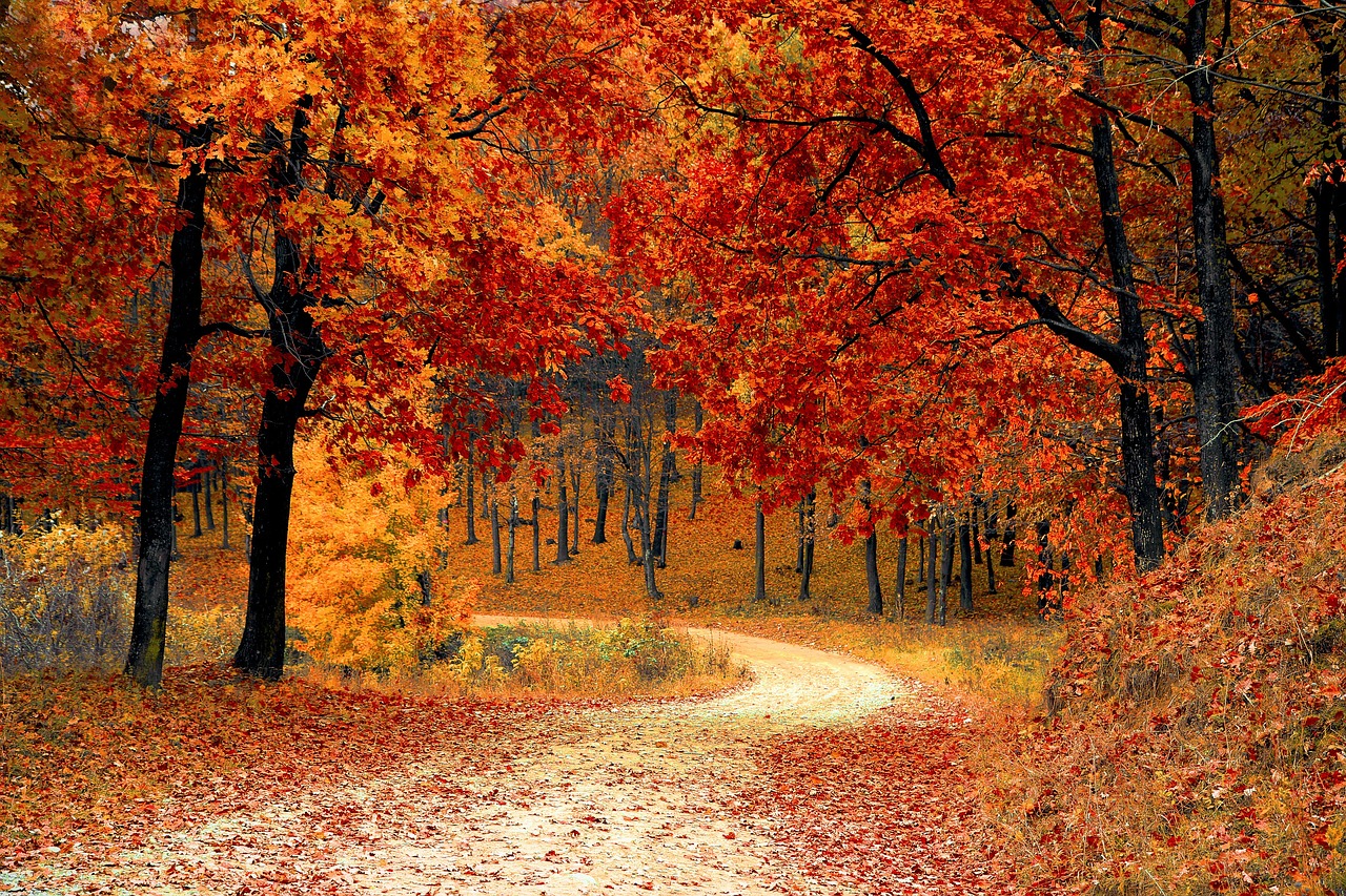 road-g45a055d7b_1280